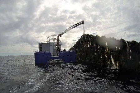 Historien til selskapet startet da Pål Bakken høstet tare ved Frøya i Sør-Trøndelag. Selskapet Casulo ble etablert i 2006. I 2009 ble Seaweed Energy Solutions etablert, som nå heter Seaweed Solutions.