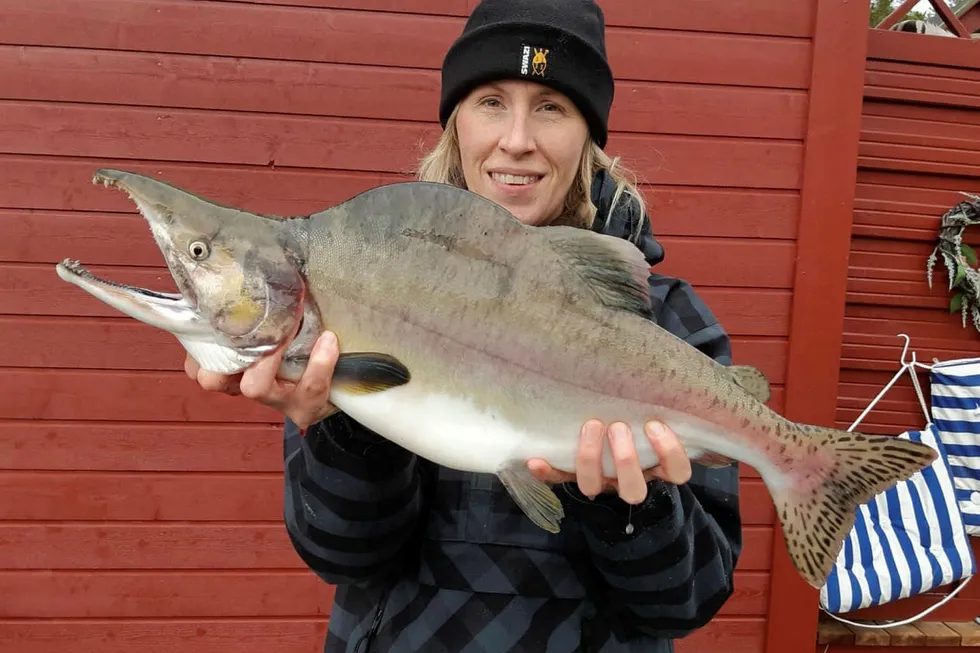 Mer enn ti tonn pukkellaks ble fisket i lakseelvene i Finnmark i fjor. Josefine Bergs på Nibios forskningssenter på Svanhovd i Øst-Finnmark viser frem noe av fangsten.