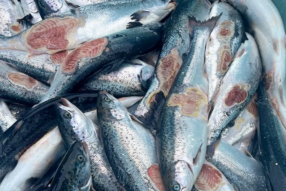 Vintersår er en av grunnene til at Grieg Seafood Finnmark fikk mye dårlig fisk i første kvartal. Det er ukjent hvilket anlegg denne fisken kommer fra.