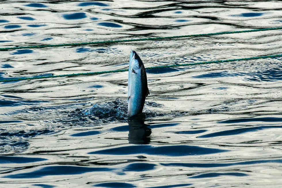 Norsk oppdrettsnæring bør utvikles og få vekstmuligheter samtidig som hensyn til fisken – tam som vill – ivaretas, skriver Gaute Lenvik i innlegget.