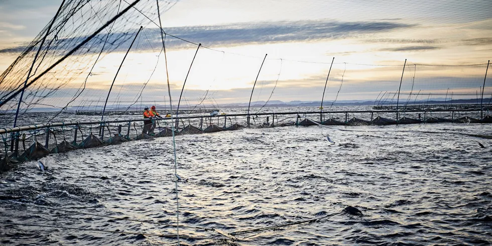 I 2019-rapporten ble det høye antallet dødfisk delvis forklart med algekatastrofen i Nordland og Troms. Tallene er også høye i 2020, uten at Veterinærinstituttet har funnet noen slik enklelthendelse.