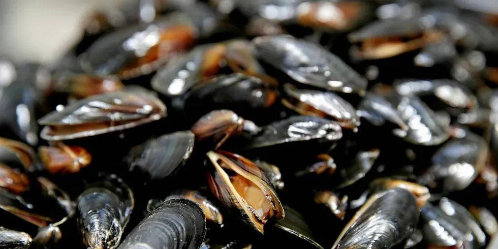 Du kan spise blåskjell, selv om de inneholder antibiotikaresistente bakterier. Bakteriene forsvinner når skjellene blir kokt.Illustrasjonsfoto: Kristian Ridder-Nielsen