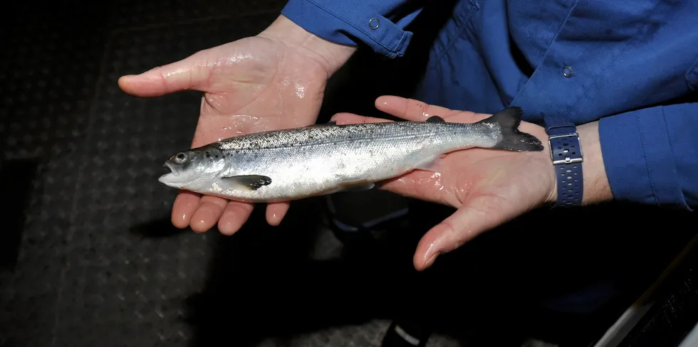 Denne somlten er rundt 200 gram i størrelse, men norsk smolt vokser seg stadig større før den settes i sjøen.