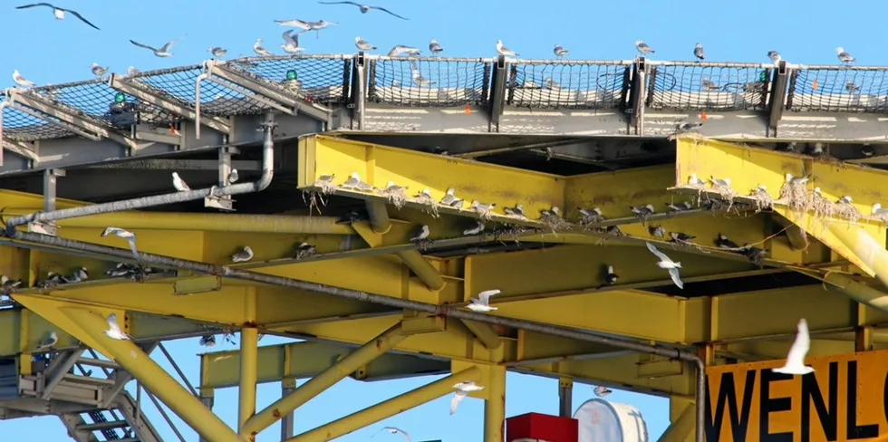 Kittiwakes have already made the Wenlock platform home.