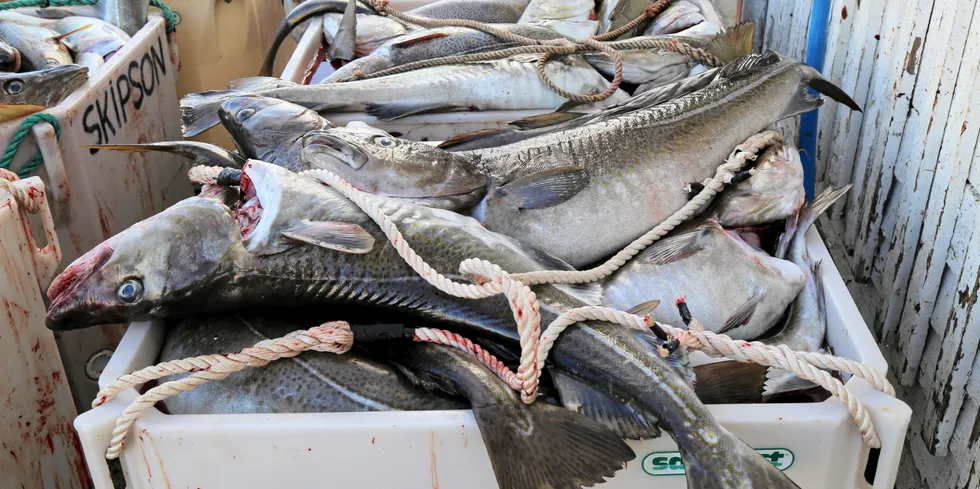 Skrei på kaikanten hos Jangaard Export i Henningsvær.