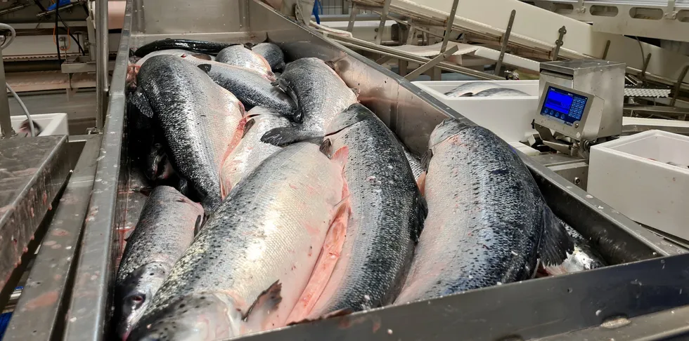 Eksporten av laks øker i mengde og verdi. Her et glimt fra slakting hos Lerøy Aurora på Skjervøy.