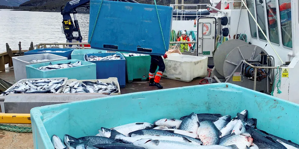 ALGEANGREP: Kasse på kasse med død laks heises opp på kaia. Her på landbasen til Northern Lights Salmon i Balteskard i Sør-Troms, etter at dødelige alger har tatt livet av flere hundre tusen laks.