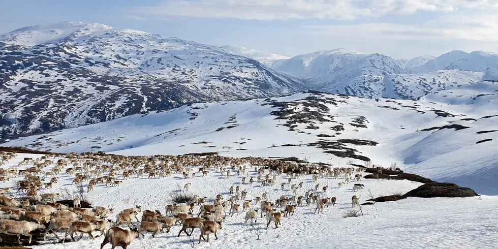Et av de store konfliktene er hvordan reinflytting i Jillen Njaarke reinbeitedistrikt på Øyfjellet skal foregå.