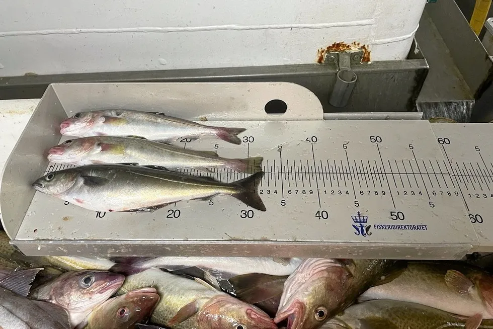 Mye småfisk på Finnmarka har de siste årene ført til innstramminger i reguleringene både på torsk og hyse. Bildet viser sei og hyse under minstemål, fra prøver tatt på felt i Øst-Finnmark våren 2024.