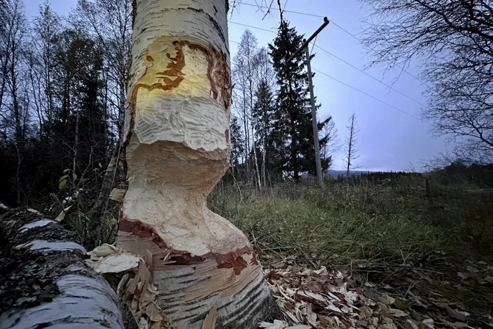Slik så bjørka ut etter at bevere hadde vært på ferde.