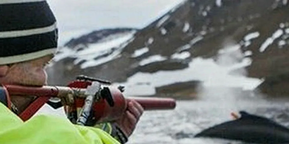 Toktleder Bjørn Krafft skyter et satellittmerke i en knølhval på tokt med «Kronprins Haakon».