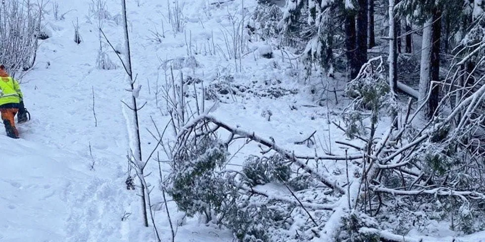 I romjulen kom det mye våt snø som endte i trefall og brudd på flere av Elvias linjer i Innlandet og Viken.