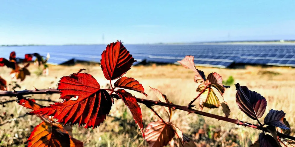 Statkraft lover også å ta vare på plante- og dyreliv i forbindelse med utviklingen av solparken i Suffolk.