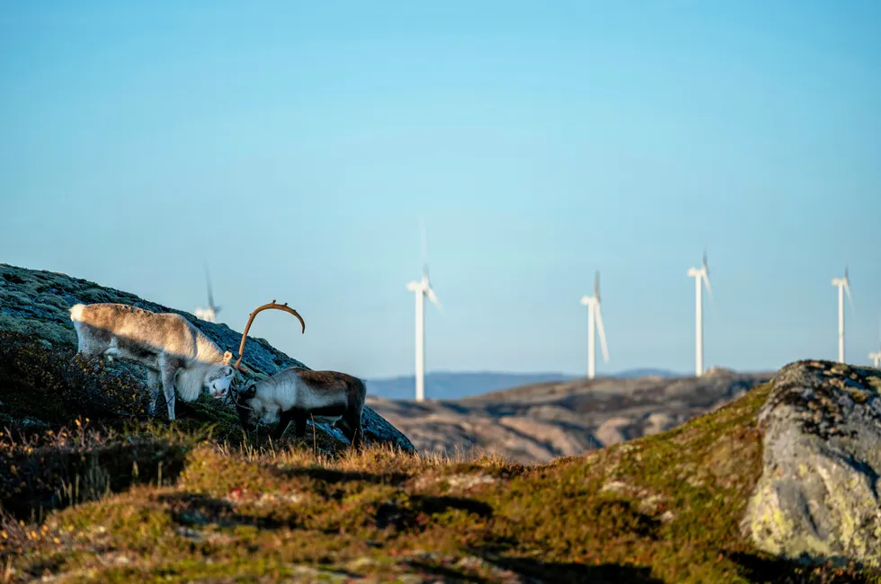 Storheia er den største av de fem vindparkene til Fosen Vind DA. Selskapet har siden blitt enig med reindriften om en kompensasjon på 7 millioner kroner i året. Det tilsvarer 1 prosent av omsetningen.