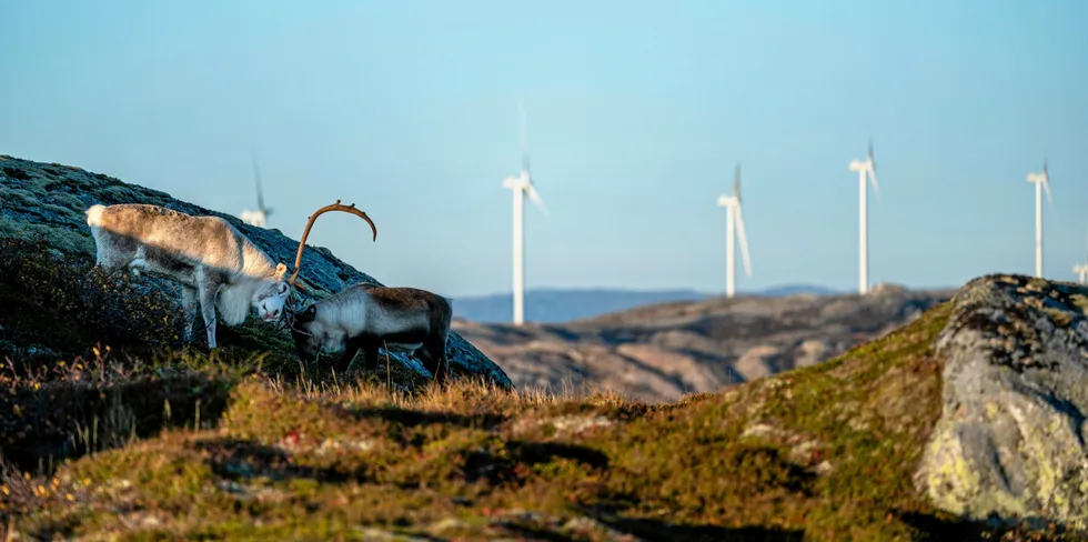 For ett år siden ga Høyesterett reindriftssamene rett i at deres rettigheter er krenket etter bygging av vindkraft i reindriftsområdene på Fosen. Her bilde fra Storheia vindpark på Fosen.
