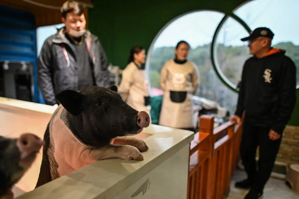 En mutasjon av afrikansk svinepest skaper bekymring i Kina. Ved dyrekafeer i Shanghai kan kunder komme tett inn på blant annet griser mens de tar en kaffe.
