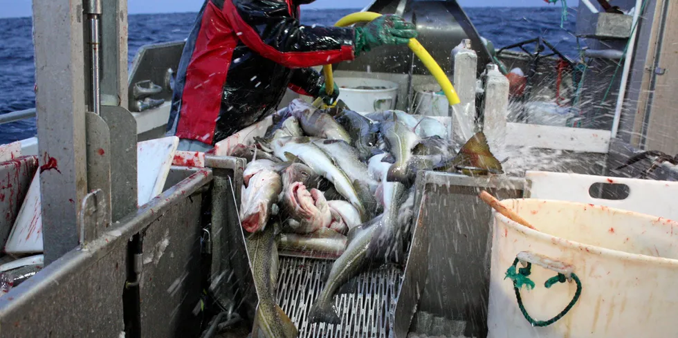 Krifo Fisk fikk daglig blodfersk fisk fra den lokale fiskeflåten i Trøndelag.