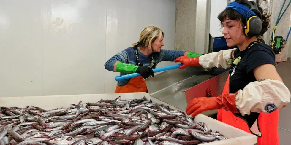 Teknikere Aina Bruvik og Lea Hellenbrecht sorterer fangsten fra et trålhal på kolmule som ble registrert på ekkoloddet på 200 meters dyp om bord på «Eros».