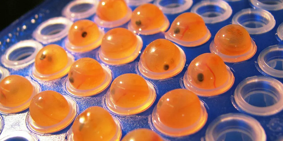 AquaBounty genetically engineered salmon eggs are slated for commercial sale in the United States next year.