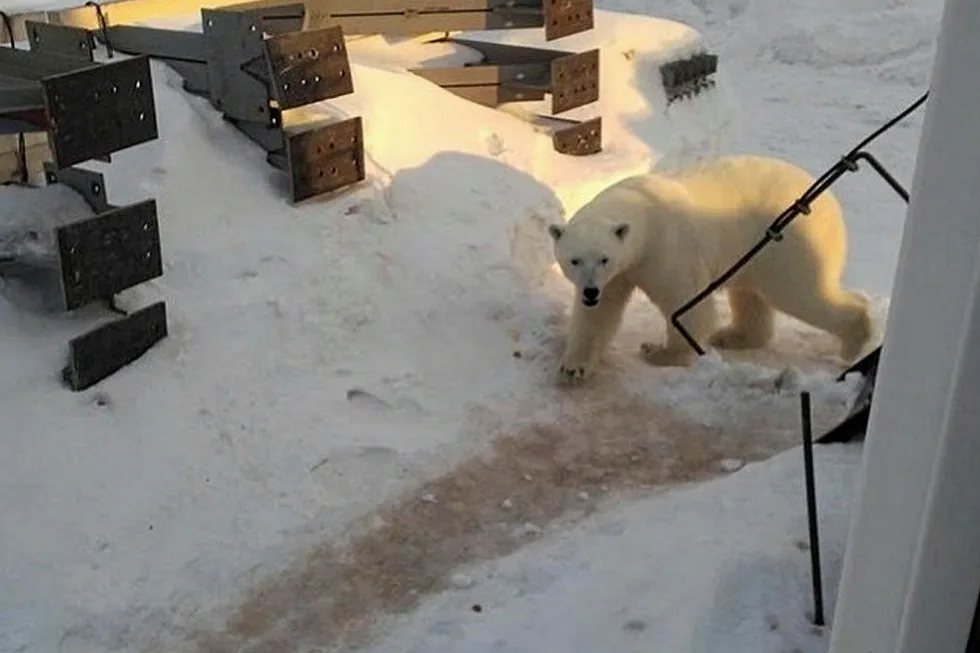 Bear influx: a polar bear wandering the settlement of Sabetta on the shore of Ob Bay in Russia