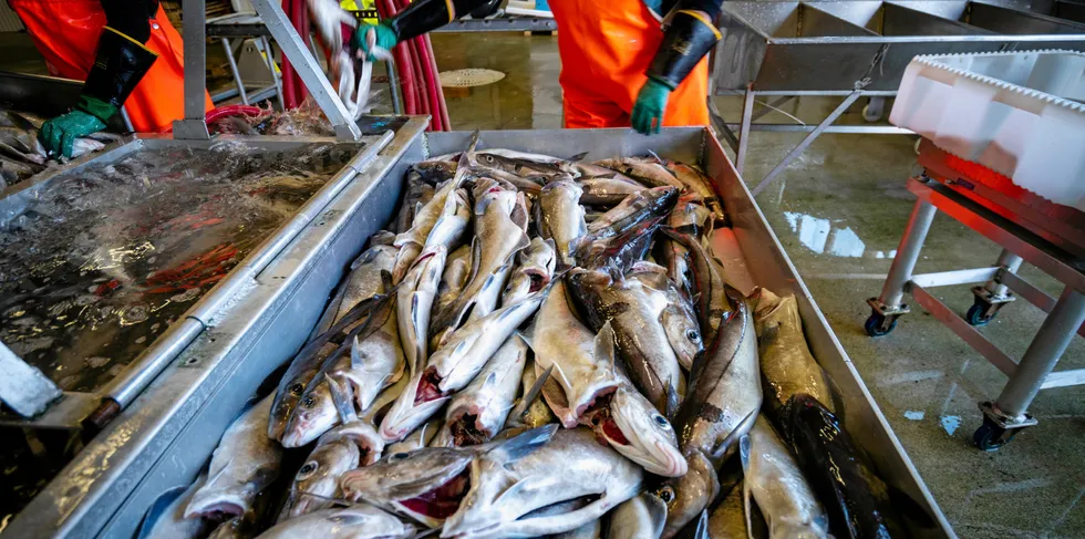 I Surofi er førstehåndsprisen på torsk 16 kroner høyere per kilo enn for hyse. Aldri før har prisdifferansen vært større.