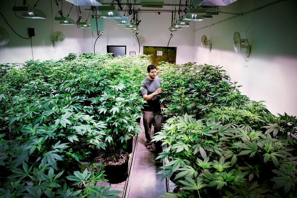 Danske bønder kan starte medisinsk cannabisproduksjon, slik som Adam Shahin gjør i California. Foto: Klaudia Lech