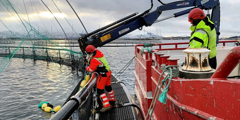 Merdarbeidere ved SinkabergHansens lokalitet ved Lismåsøy i Brønnøysund.