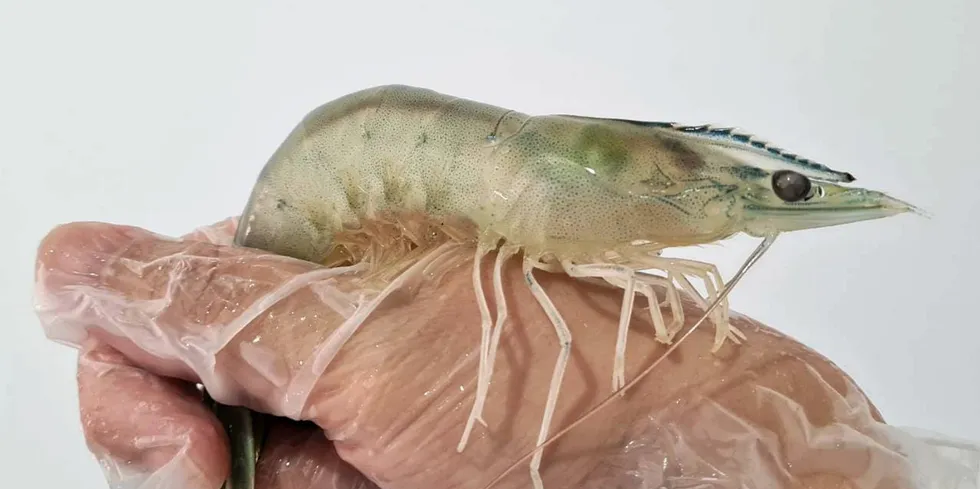 Built and controlled by the Zurich-based sustainable aquaculture technology company, Novaton, the vannamei shrimp farm will use the company's proprietary biological closed system, controlled by smart systems and almost zero water exchange.