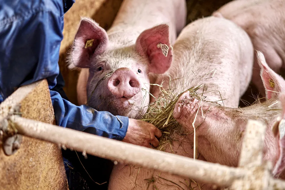 I snitt har griser henholdsvis 78 norskandel i fôret, mens oppdrettslaks har ti prosent, skriver artikkelforfatterne.