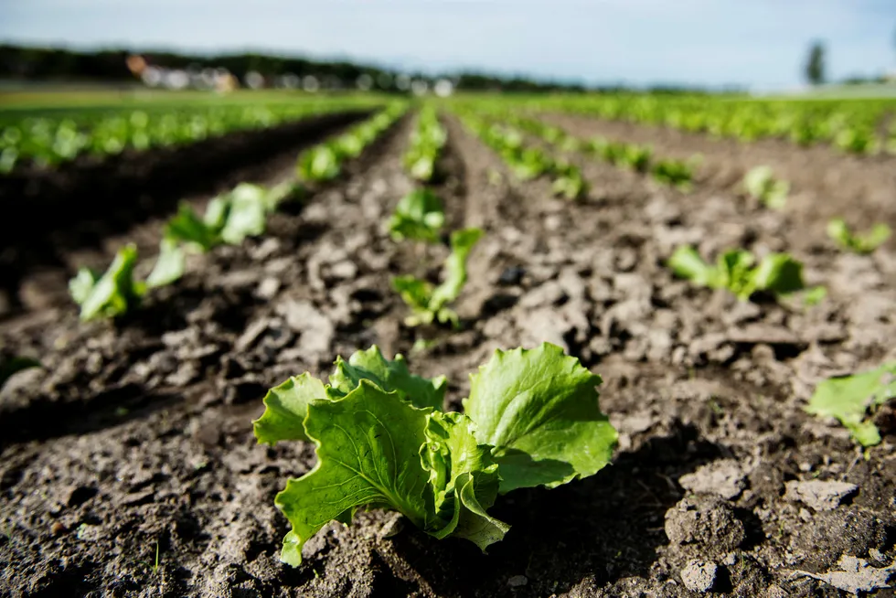 Overgangen til et mer bærekraftig landbruk må skje gradvis gjennom endringer i hele matkjeden, fra jord til bord – og tilbake til jord, skriver artikkelforfatteren.
