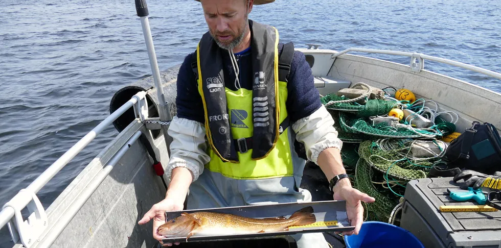 Prosjektleder ved Havforskningsinstituttet, Even Moland, måler torsk i Ytre Oslofjorden.