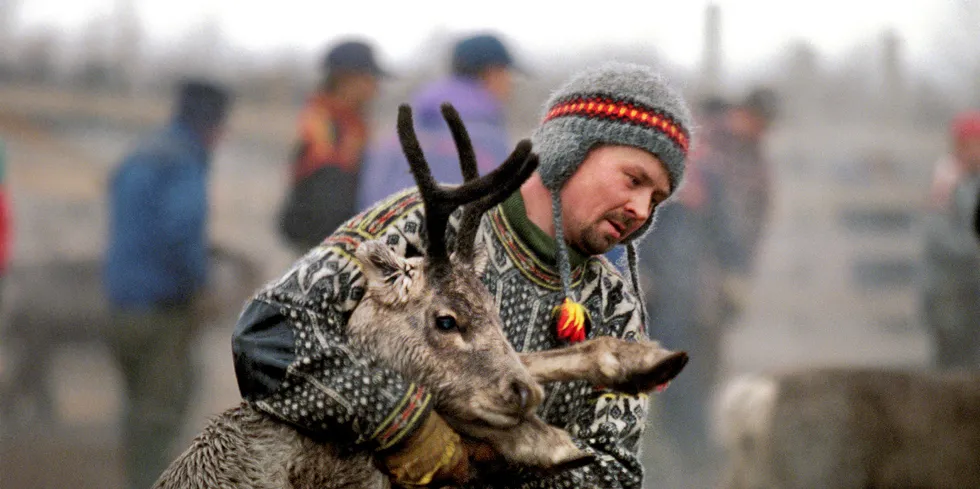 A Sami reindeer herder, wearing a traditional sweater and hat, holds a youngish male reindeer up on its hindlegs.