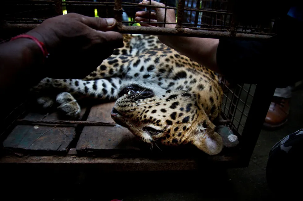 En leopard er på rømmen inne i en bilfabrikk i India. Her blir en annen leopard undersøkt av veterinær, etter å ha blitt funnet og bedøvet i et boligområde i India. Foto: Anupam Nath/AP Photo/NTB Scanpix