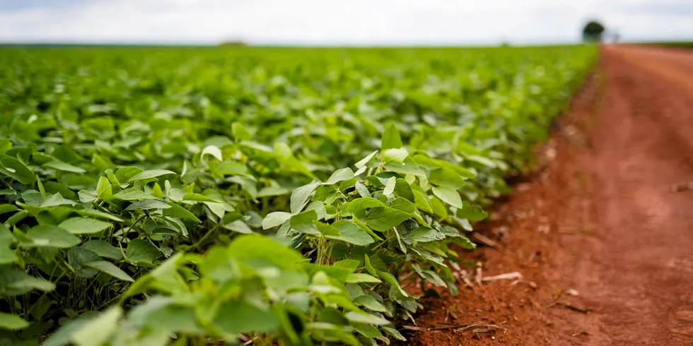 En østerriksk rapport konkluderer med store CO2-kutt ved overgang fra for eksempel brasiliansk soya til europeisk. Det kan trolig også gi et press mot landets omdiskuterte hogst av regnskog.