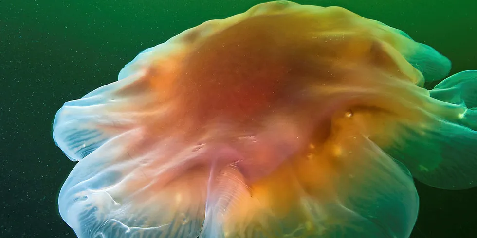 MELDINGER: Havforskningsinstituttet har den siste tiden fått en rekke meldinger om observasjoner av den kjente, røde brennmaneten (Cyanea capillata). Vanligvis kan du se den på sommerstid langs Norskekysten.