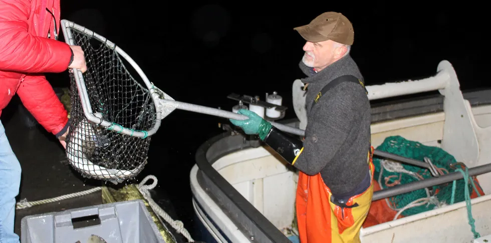 Henning Tønnessen landet over 100 kilo levende torsk til mottaket på Lista og de største fiskene var på 5 til 6 kilo.