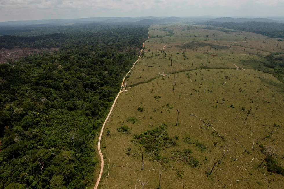 Avskogingen i regnskogen i Brasil øker igjen.