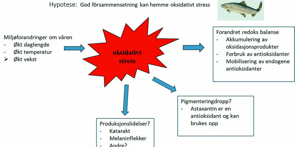 God fôrsammensetning kan hemme oksidativt stress. God fôrsammensetning kan hemme oksidativt stress.