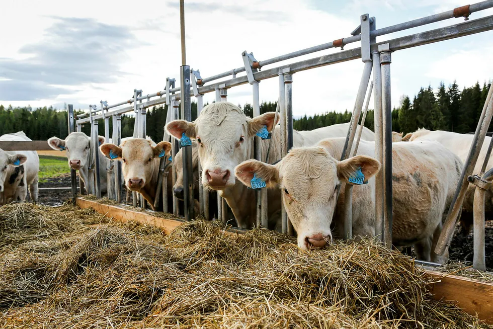 Hva man fôrer dyrene med, har betydning for hvor mye klimagasser de produserer.