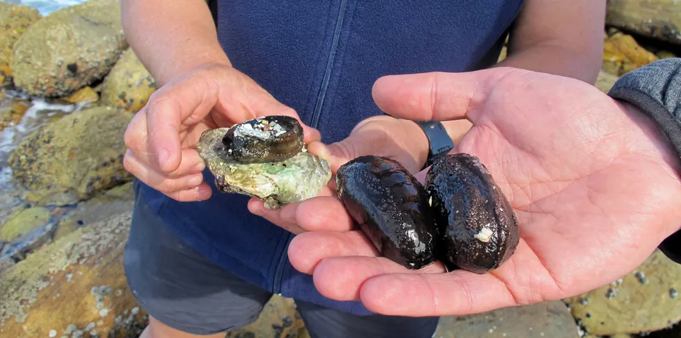 Sjøpølser er gode kandidater for oppdrett siden de har høy markedspris og egner seg til samdyrking eller integrert havbruk med fisk, skalldyr og tare.