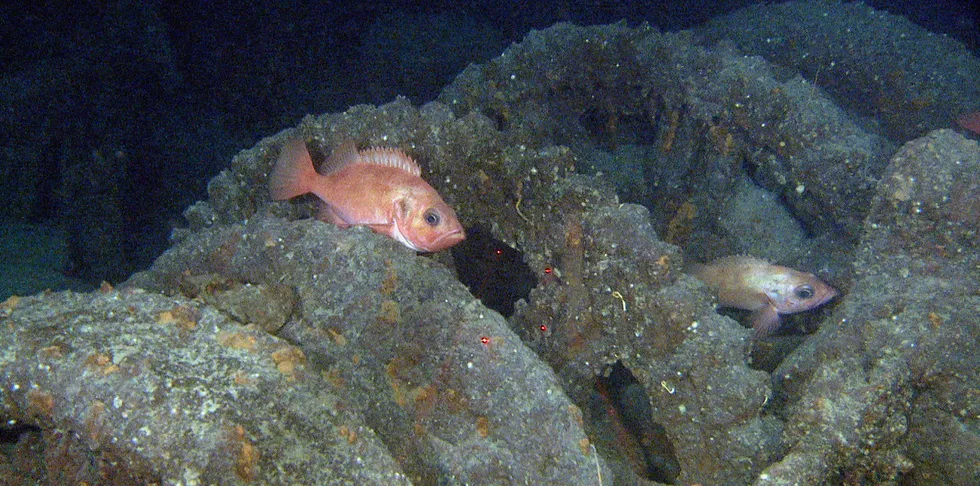 Forbløffede havforskere gjorde et spennende vrakfunn om lag 15 kilometer vest for Tennholmen fyr. Funnet løser et 108 år gammelt mysterium om hvor det ble av det stolte skipet DS «Malmberget» som forsvant med 43 mann om bord.