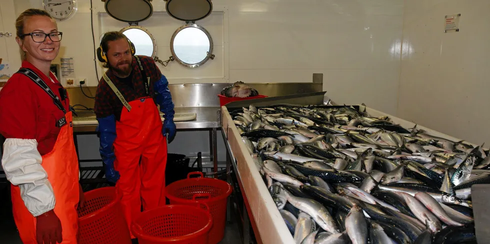 Pelagiske teknikere Herdis Langøy Mørk og Erling Boge er godt fornøyd med fangst av sild og makrell om lag 30 nautiske mil vest av Vesterålen.