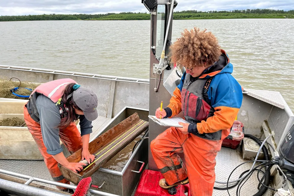 A Kuskokwim River Inter-Tribal Fish Commission sonar test fishing crew counts the haul from their afternoon drifts.