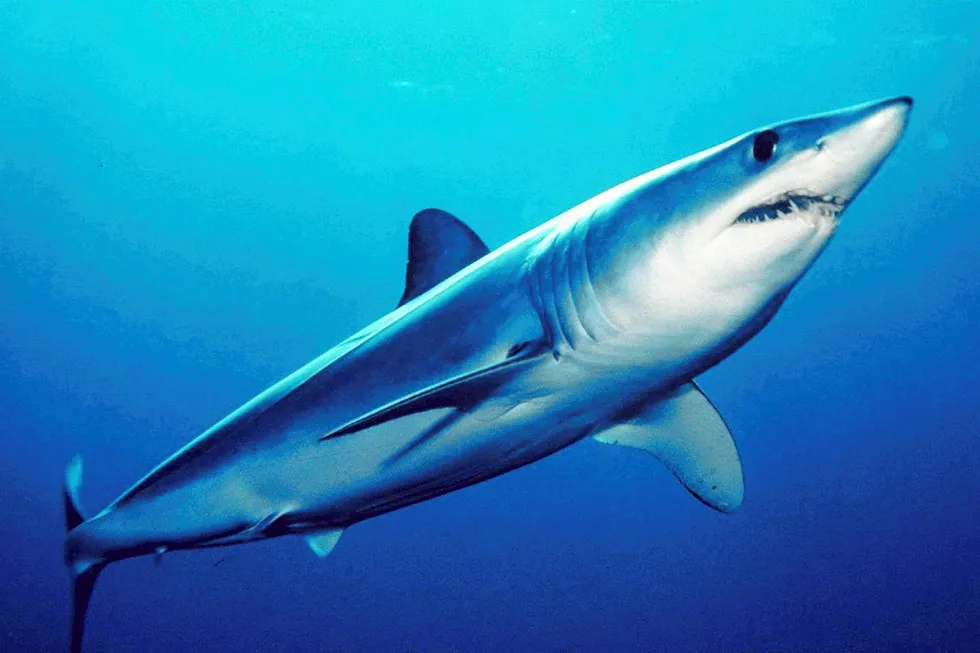 Namesake: a Mako shark