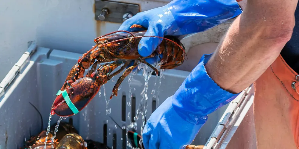 Maine's lobster industry says it has been upended by the MSC suspending its certificate over a legal ruling.
