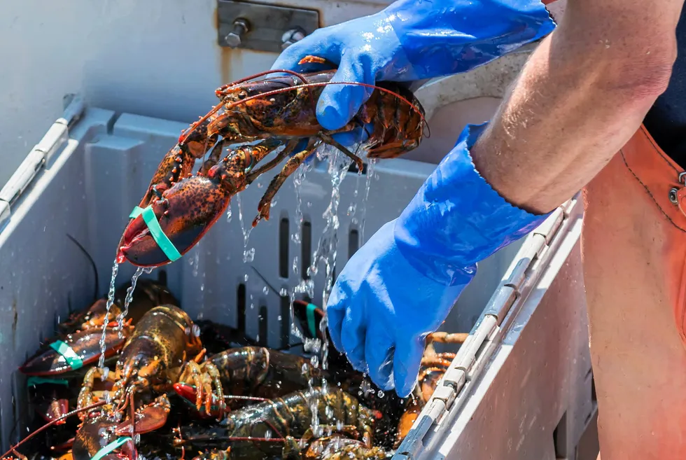 Maine's lobster industry says it has been upended by the MSC suspending its certificate over a legal ruling.