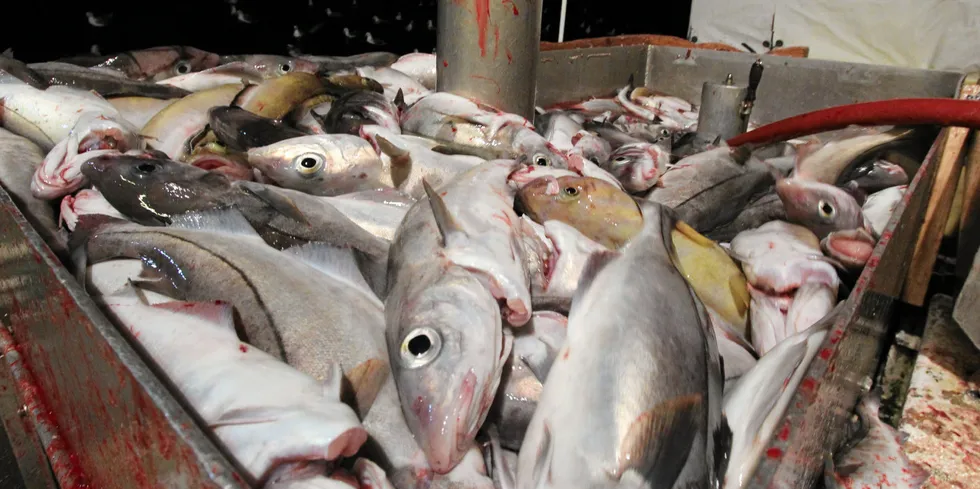 Hyse er et av de fiskeslag det landes mest av som hovedfangst i ferskfiskordningen. Men også dette fisket har vært omstridt, spesielt etter fangster med mye små hyse av begrenset verdi.