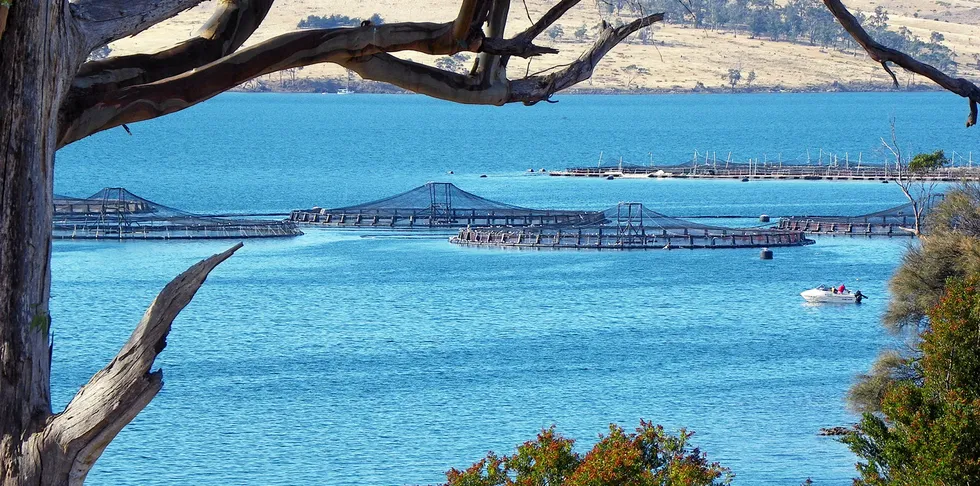 . Tasmania fish farm Aquaculture.