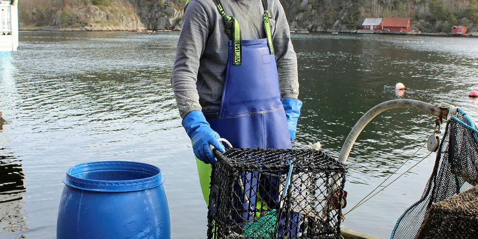 BRUKBART FISKE: Markus Akselsen får om lag 150 krabber på 20 teiner og ved Fiskelaget i Mandal oppnår han 65 kroner kiloen for ferdig kokte krabber.