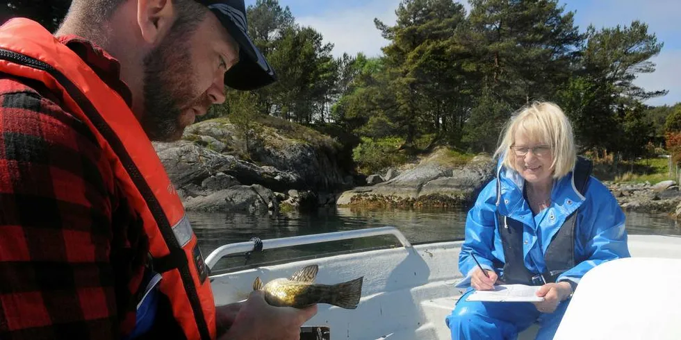 TELLER OG MÅLER: Rett utenfor forskningsstasjonen har de tre djup, ved noen øyer og holmer, der bare folk fra Havforskningsinstituttet har lov å fiske leppefisk. Tekniker Steven Shema sjekker om denne berggylten er i gang med gytingen og forsker Anne Berit Skiftesvik noterer. Foto: Kjersti Kvile